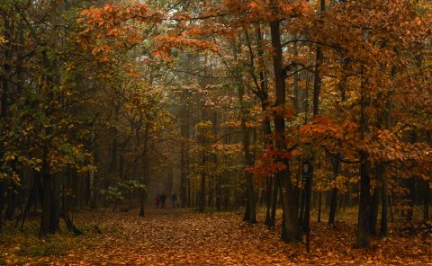 Podzimní cesta lesem