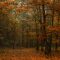 Podzimní cesta lesem